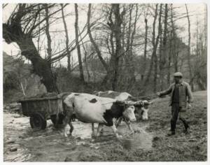 Un agriculteur fait traverser un cours d’eau à un attelage de deux bovins transportant du fumier, sans lieu ni date.