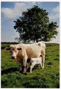 Charolaise et son veau dans un pré : photographie, sans lieu ni date.