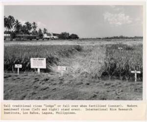 Échantillonnage de variétés de riz : photographie, Philippines, sans date.