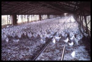 Élevage en batterie de poule pondeuse : photographie, sans date.