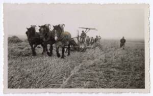 Attelage hippomobile: photographie (sans date).