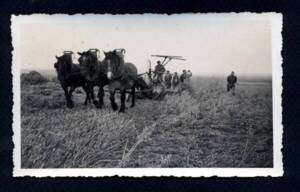 Attelage à trois chevaux à Estrée (Nord) : photographie, sans date.