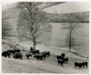 Troupeau de Salers : photographie, Cantal, sans date.