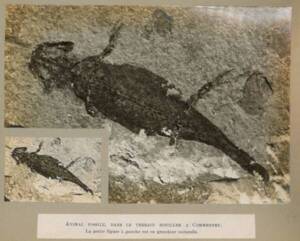 Vue d'un fossile observé à Commentry