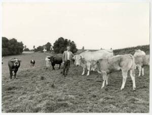 Troupeau de vaches et agriculteur dans un pré : photographie, France (?), sans date.