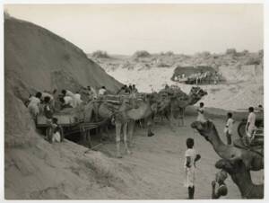 Attelages de camélidés dans une carrière : photographie, date et lieu inconnus.