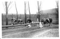 Groupe de jeunes garçons montant à la poutre, 1946.