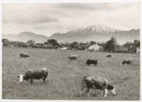 Troupeau de vaches dans un pré : photographie, France (?), sans date.