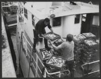 Débarquement du poisson au retour de la pêche : photographie, [sans date].