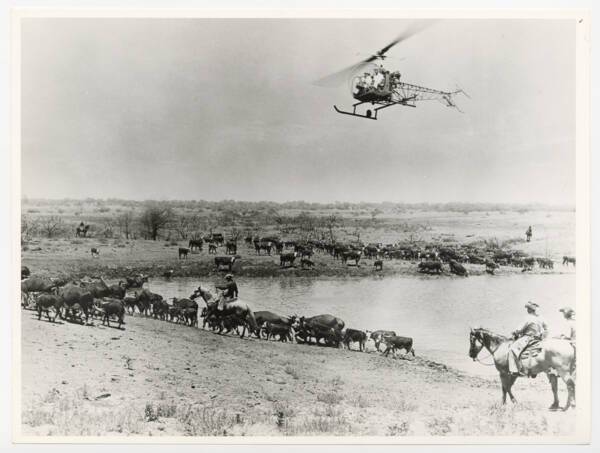 Élevage de bovins dans le sud des États-Unis alliant méthodes traditionnelles (cow-boys) et modernité, s.d.