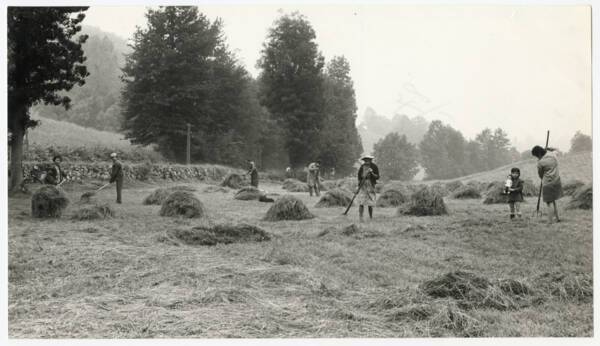 Série de reportages sur les activités agricoles, sans date.