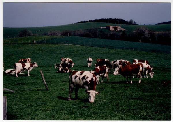 Troupeau de Pies rouges des Plaines dans son pré : photographie, France (?), sans date.