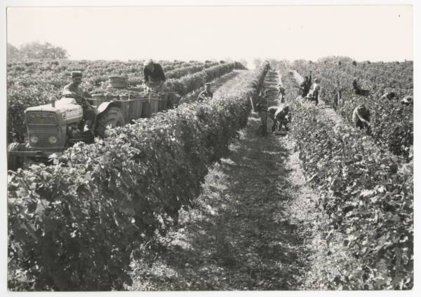 Vendanges au château de Portets (Gironde) : photographie (1975).