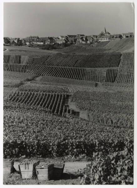 Paysage viticole en France, lieu et date inconnus.